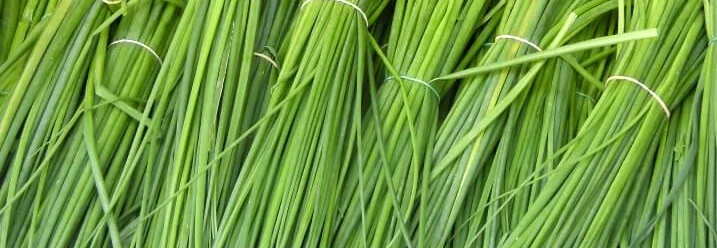 Bündel frischer Schnittlauch